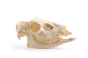 Image description is not available for 1997.1.28